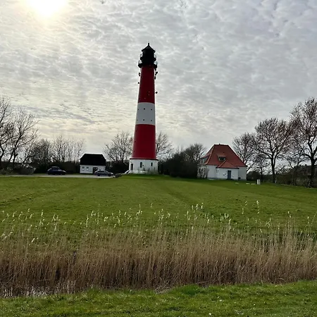 Kleiner Seehund Pellworm