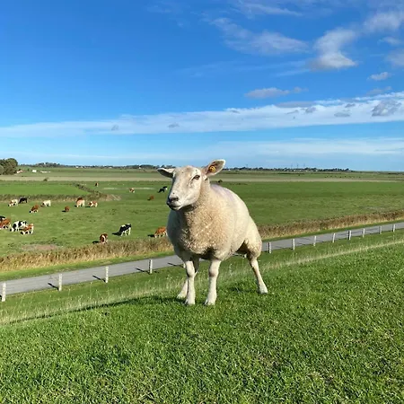 Apartament Kleiner Seehund *